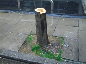 Tree stump.
