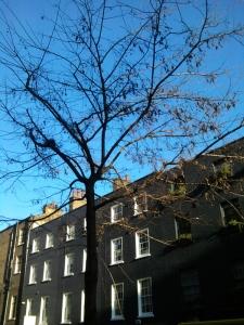 Street tree.